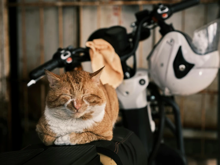 cat sitting on motorcycle seat with helmet hanging