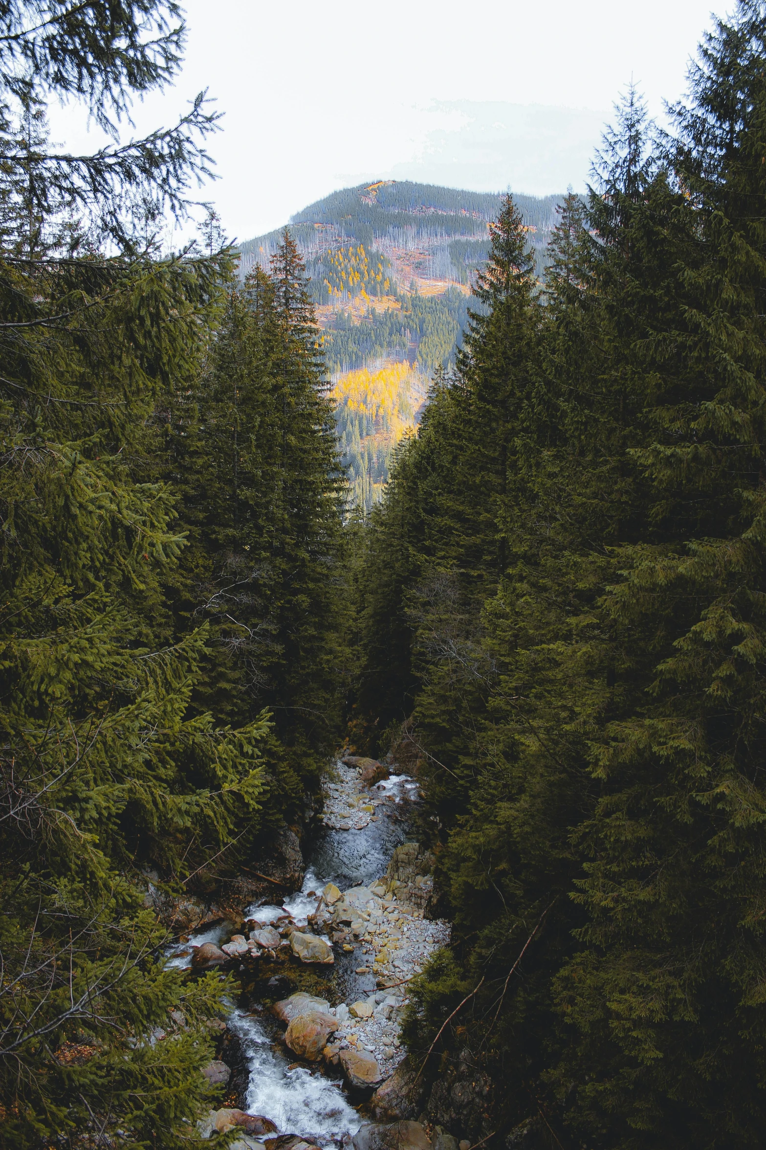 a stream of water in between some trees