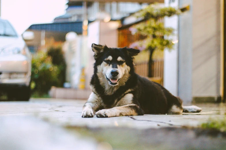 a black and white dog is sitting on the street