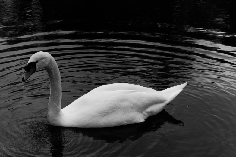 a swan with head above water on the surface of the water