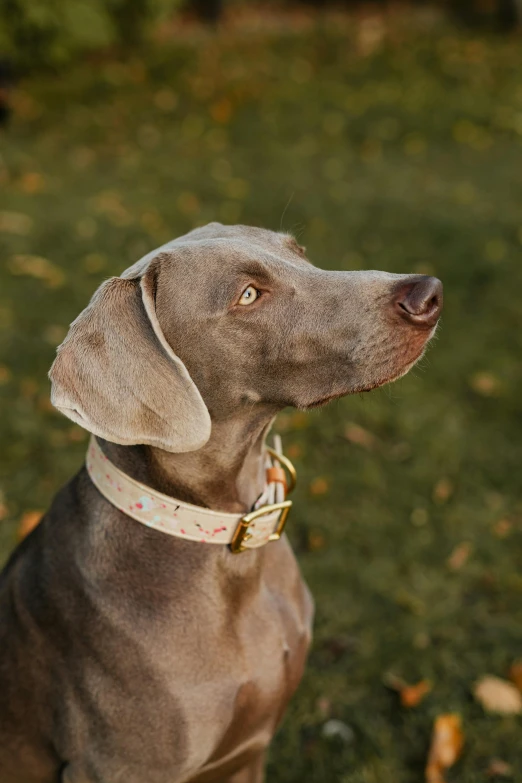 an adorable dog looks into the distance while sitting on grass