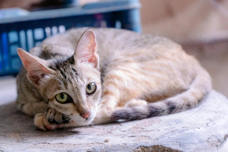 a small cat laying on top of a stone bench