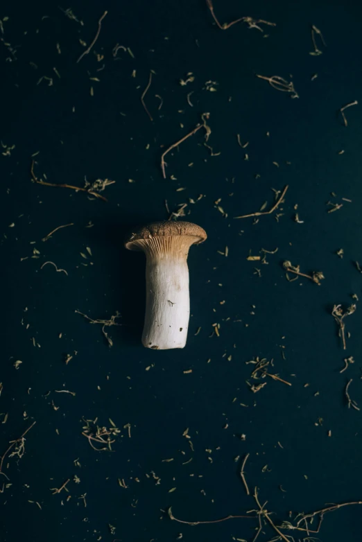 a mushroom with only a few seeds on the ground