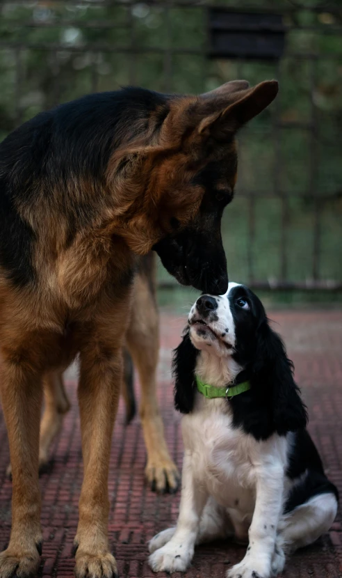 two dogs interacting with each other at the same time