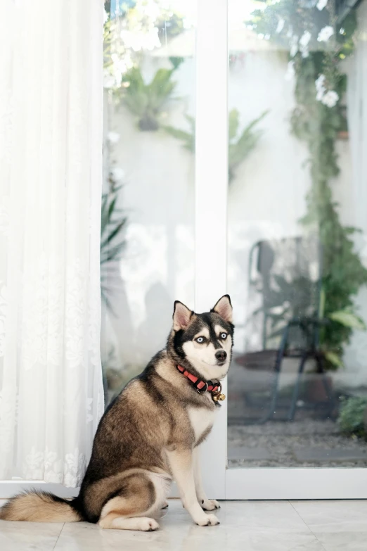 a brown and white dog sitting next to a window