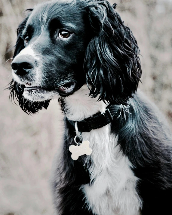 the dog has black and white fur with a single bone in it