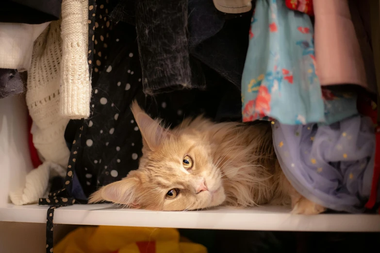 a cat is looking from the shelf in the closet