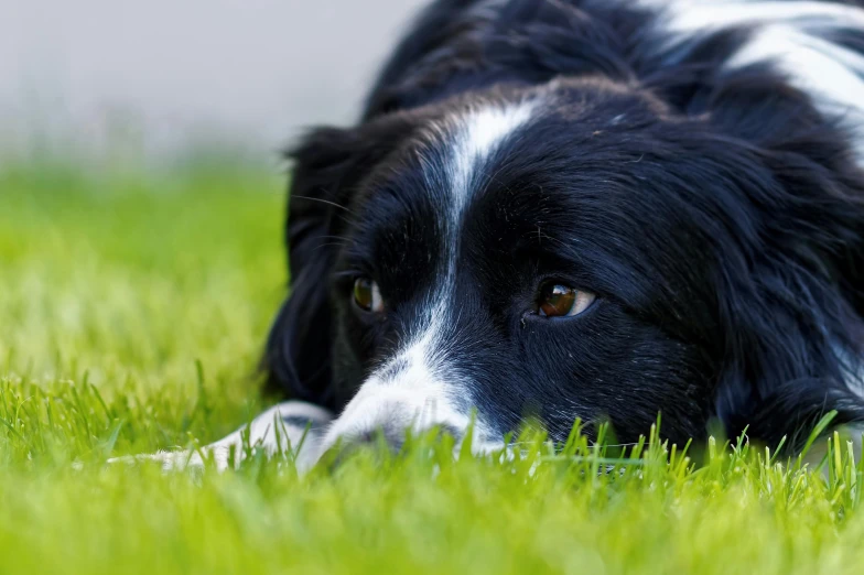 a black and white dog laying on top of a lush green field