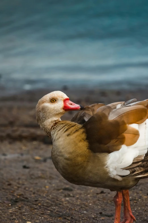 a duck standing on the sand by a body of water