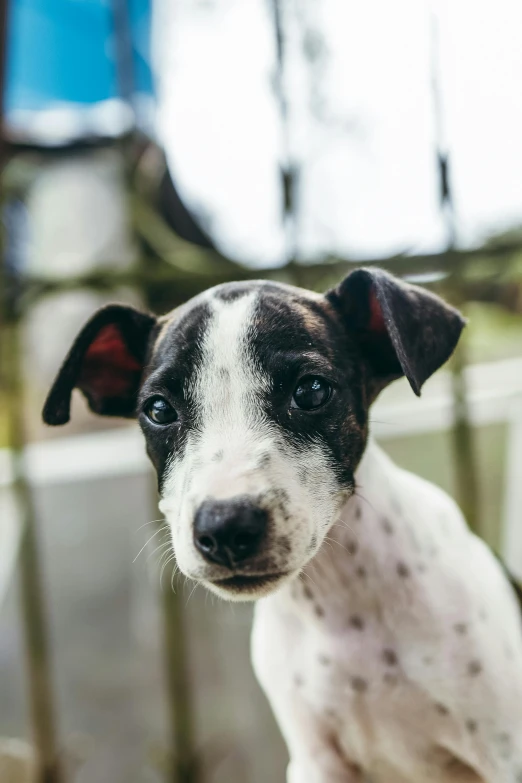 a close up of a dog near some fence