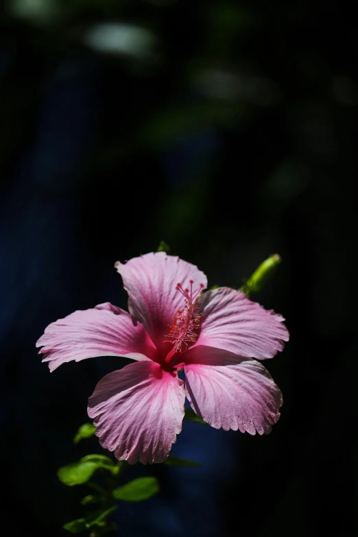 a pink flower sits on a stem with leaves