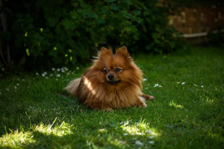 a small brown dog laying on top of a lush green field