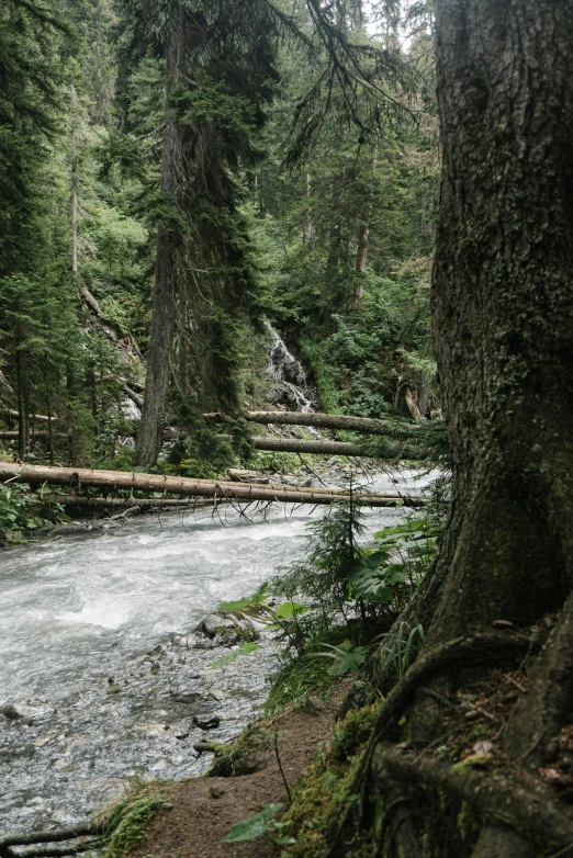 a river flows between two tall evergreen trees