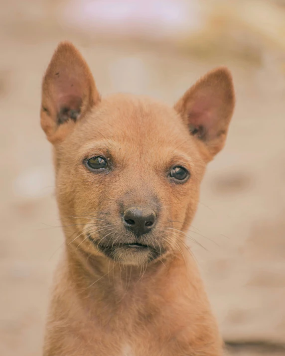 a close up s of a small dog's head