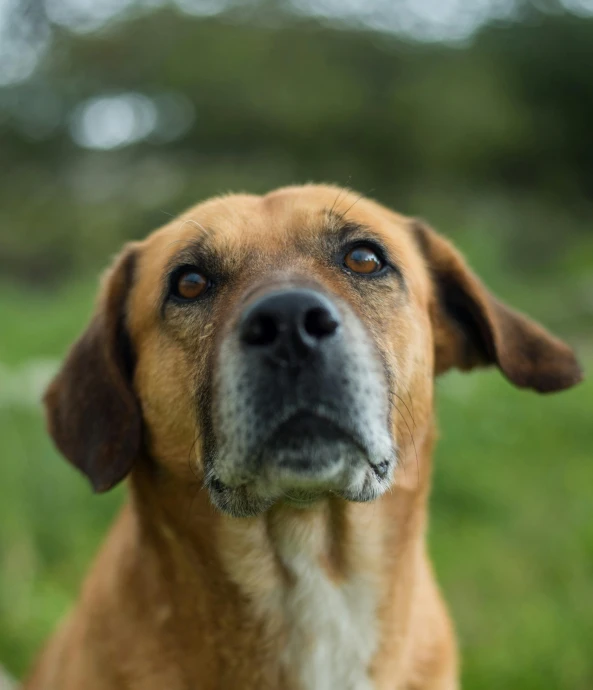 a dog in a field has its face looking up