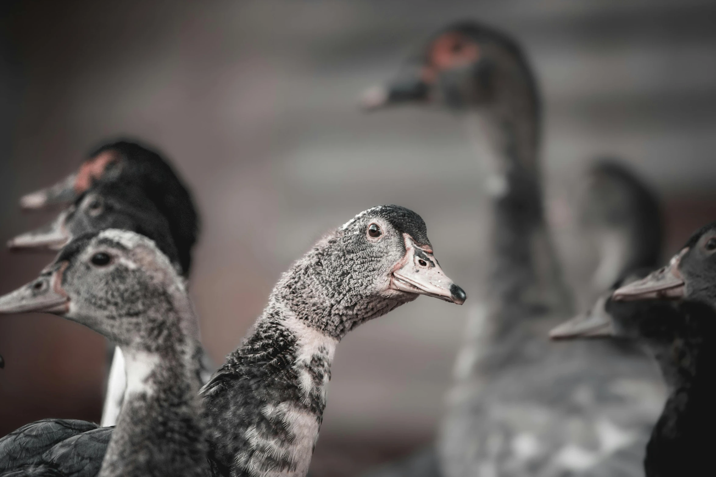 a group of ducks standing next to each other