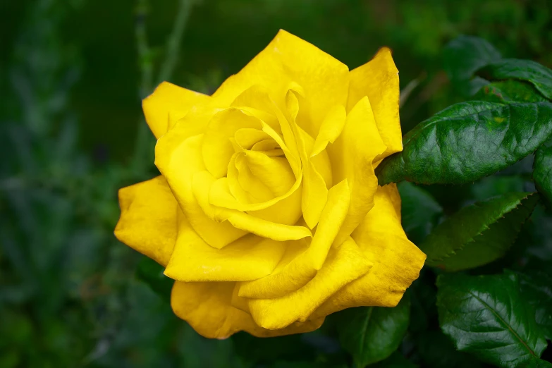 a yellow rose is blooming in the grass