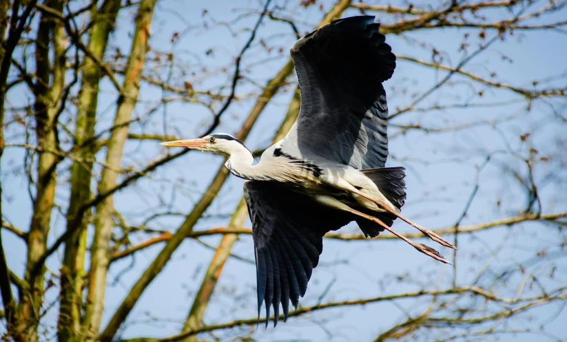 bird flying next to some trees and nches