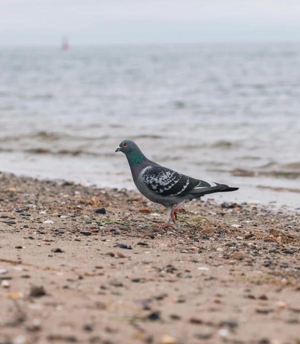 a bird is standing on the sand by the water