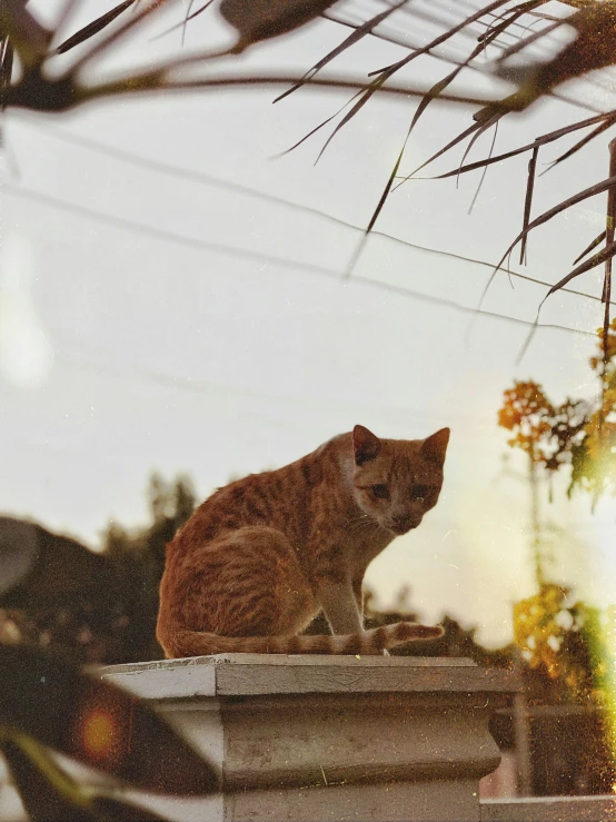 a cat is sitting on a stone pillar