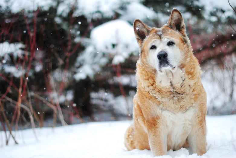 a dog standing in the snow in front of some trees