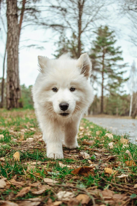 a dog with white fur walking through a park