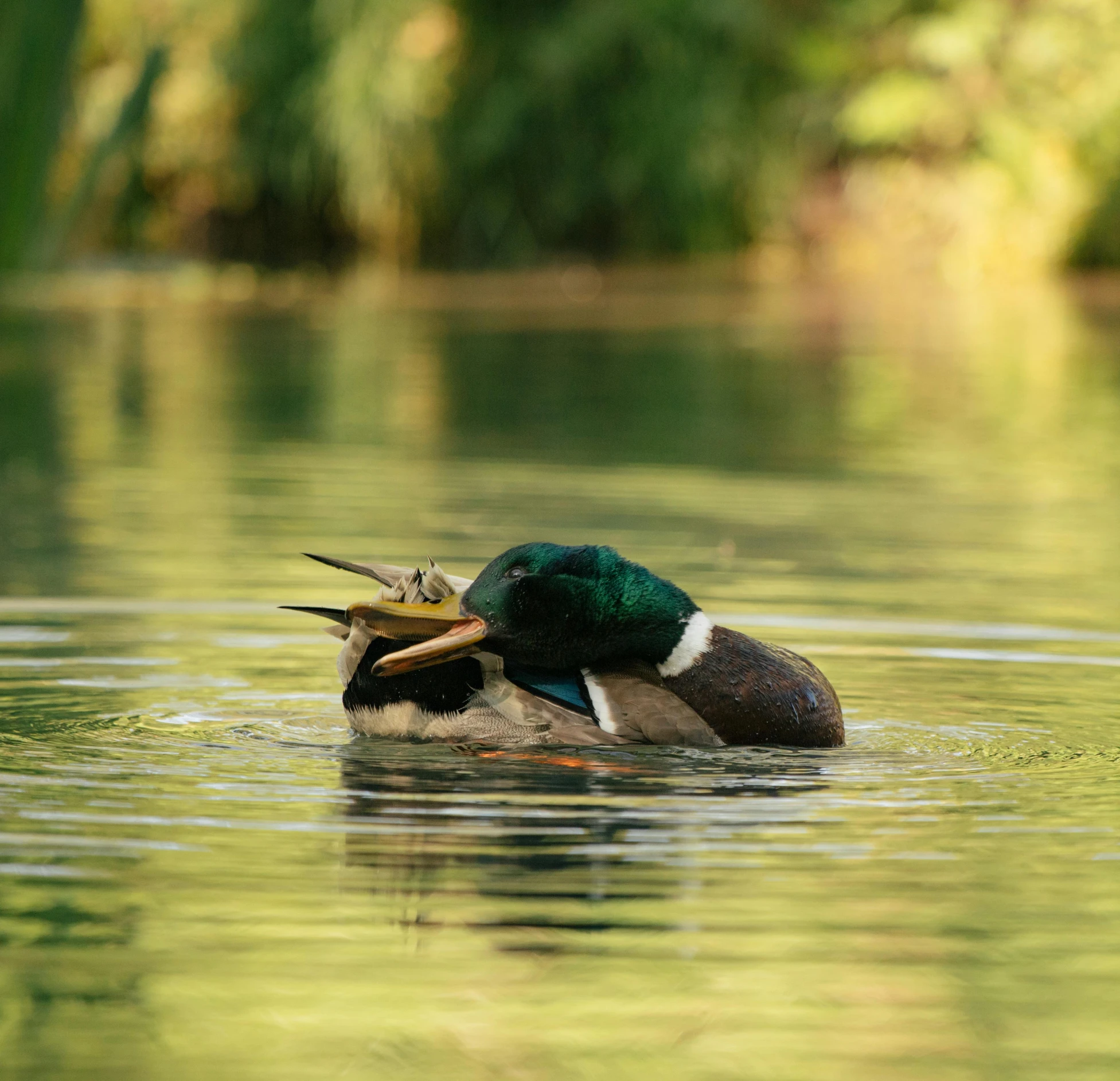 a duck with its mouth open, swimming in the water