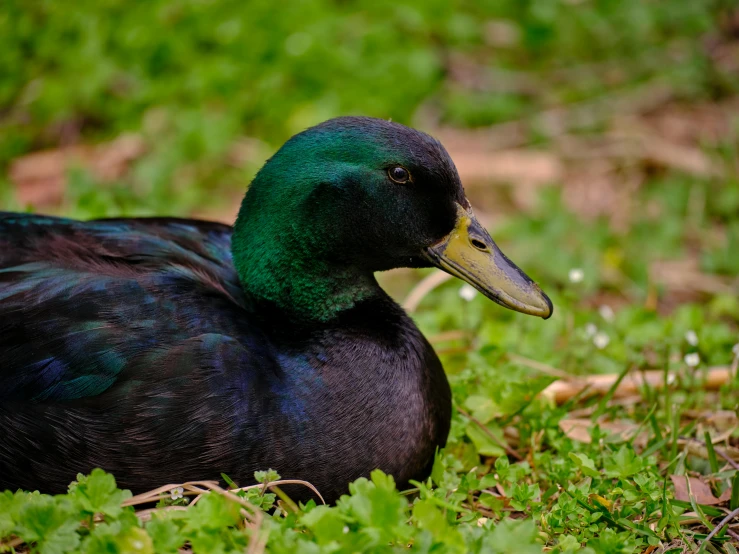 a duck laying on top of some grass and water