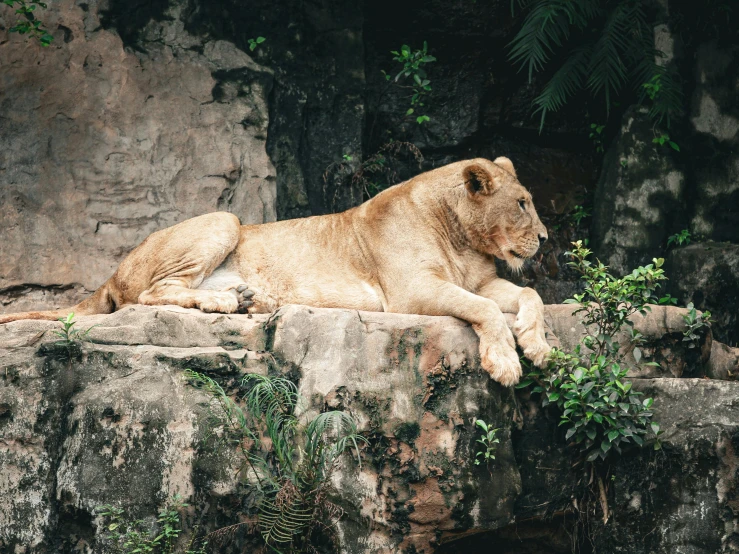 the large lion is lying on the rock ledge