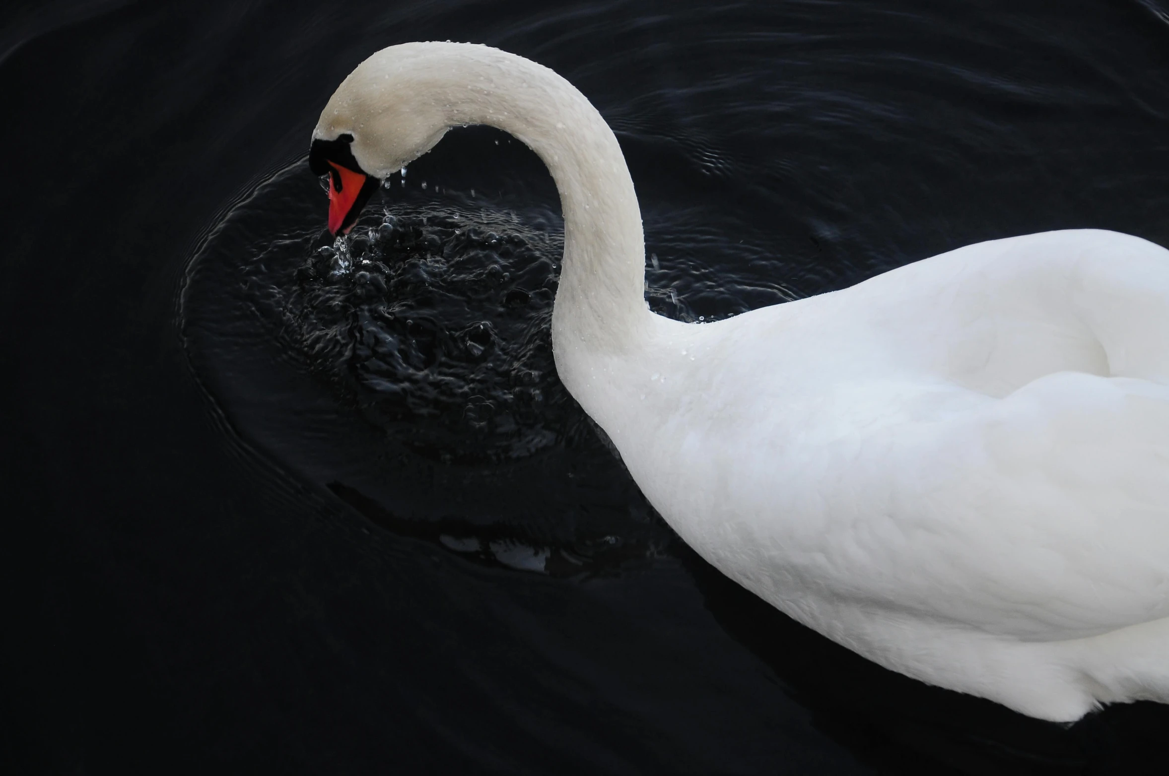 a swan in the water swimming with its mouth open
