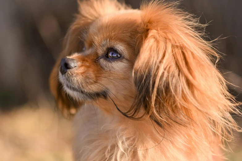 small furry dog looking towards the camera with one eye open