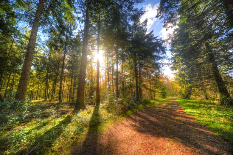 sunlight is shining through the trees on a dirt path