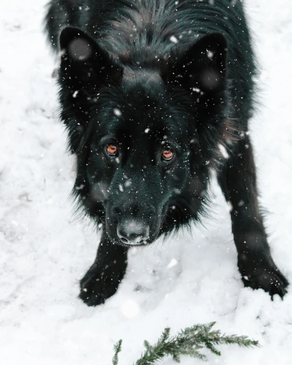 a dog standing in the snow looking at soing