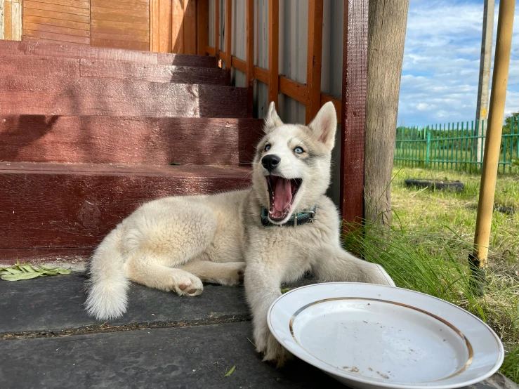 a dog is lying next to a frisbee outside