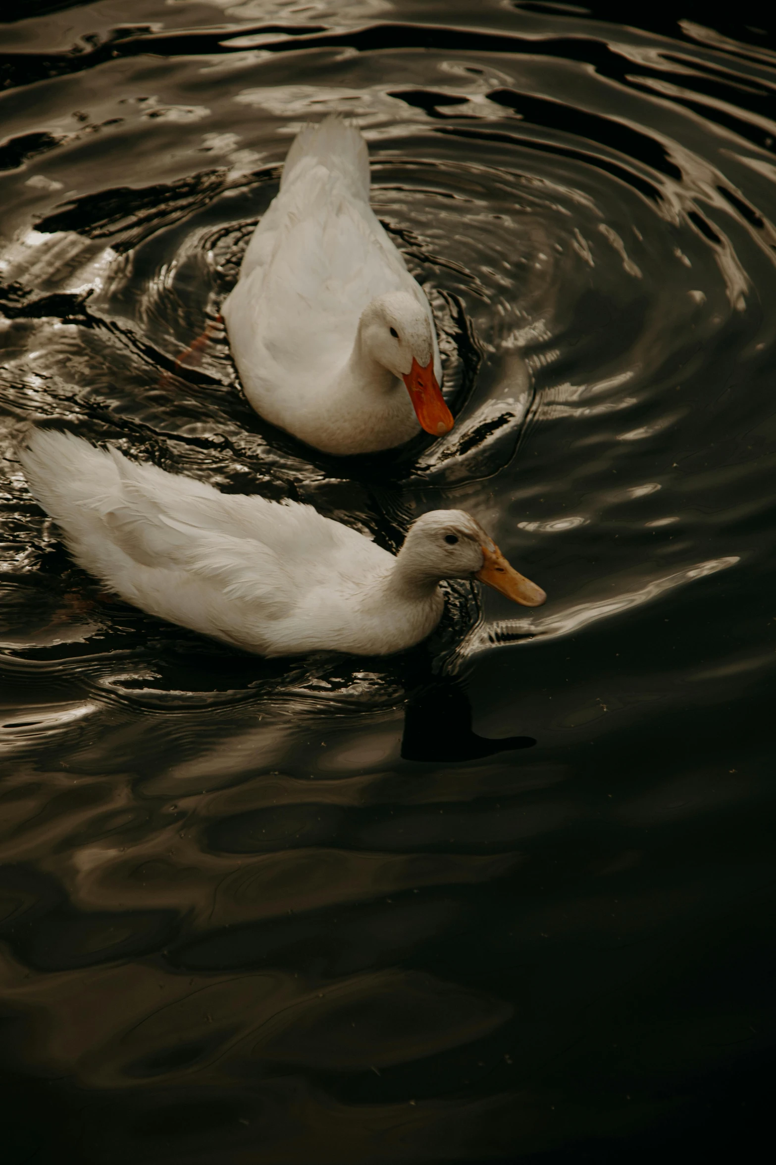 two ducks in water next to each other