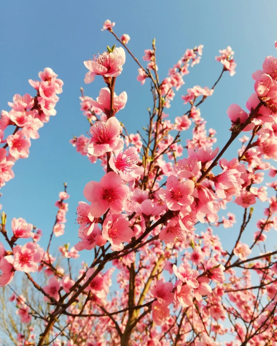 blooming flowers on the top nches of a pink tree