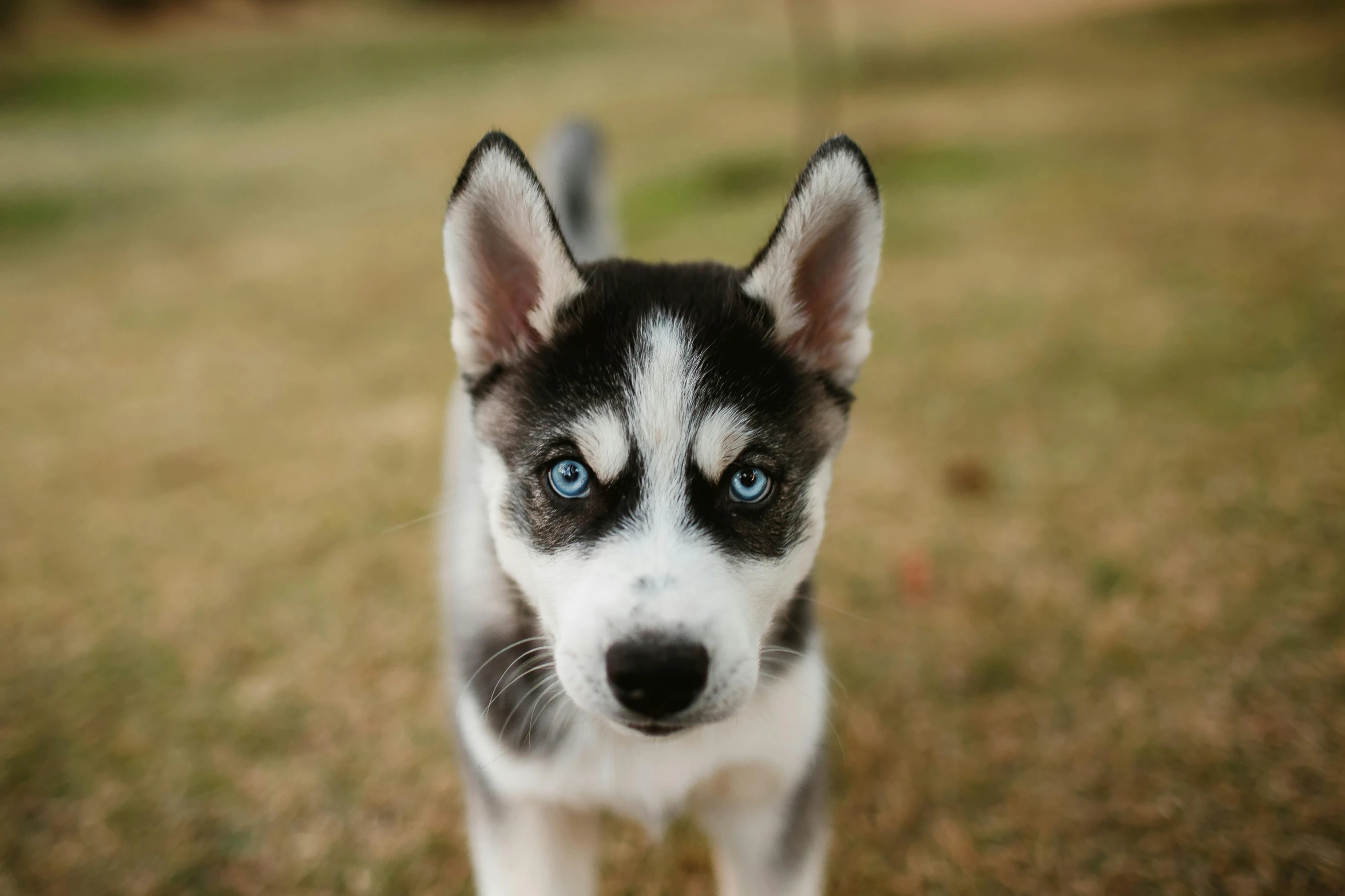 a close up of a puppy with blue eyes