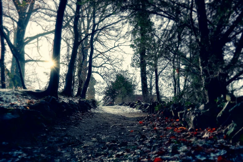 trees with leaves on the ground and sunlight peeking through