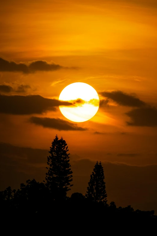 the sun setting with some trees all in silhouette