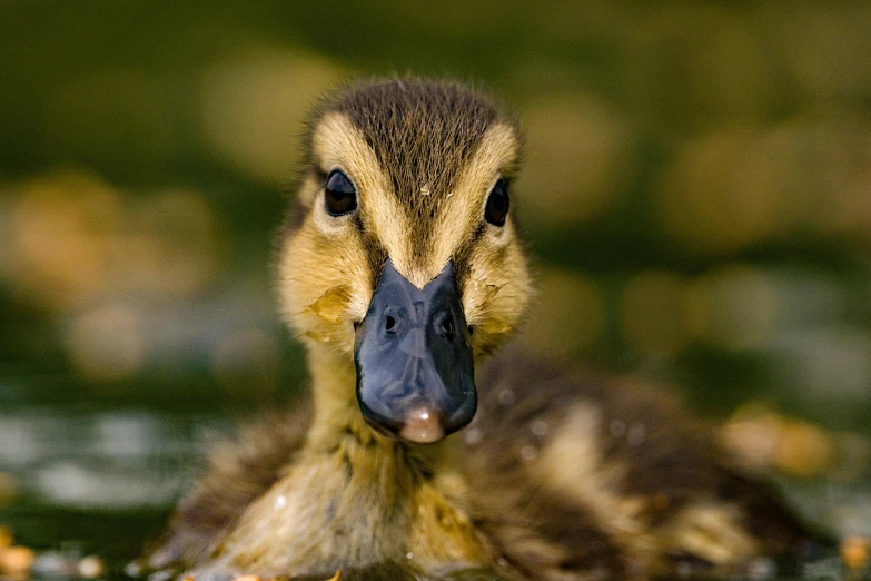 duckling in shallow area with grass and water around