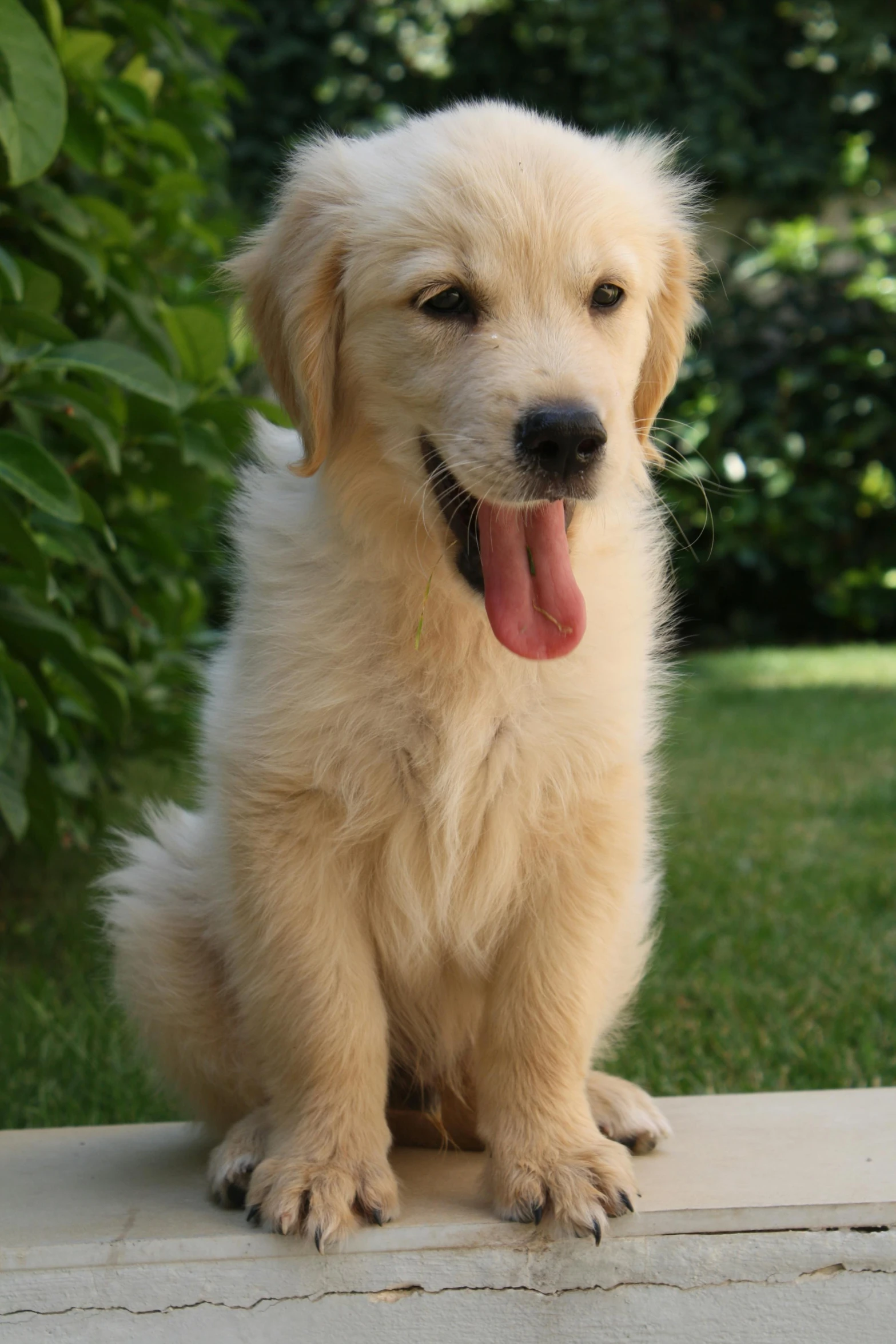 a small white dog sitting on the grass