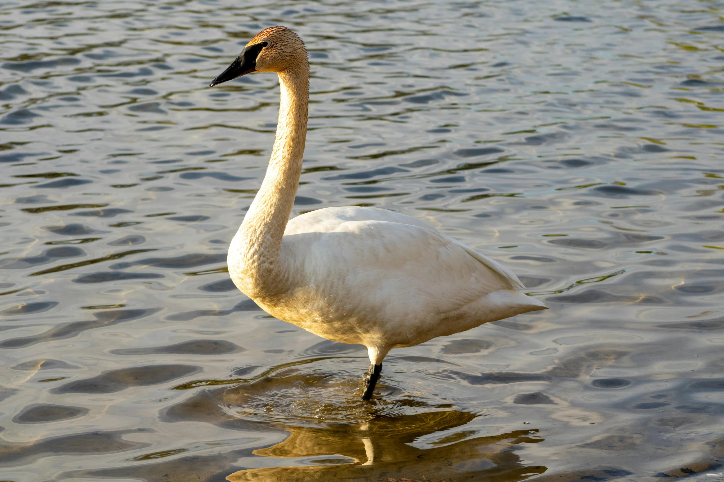a swan that is standing in the water