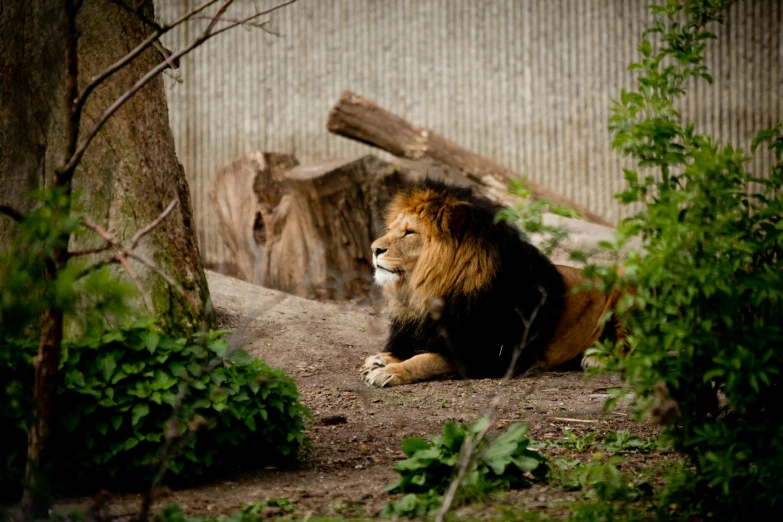 a lion sitting on the ground near some trees