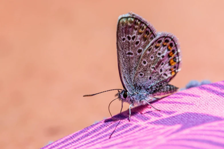 a blue erfly is resting on a pink object