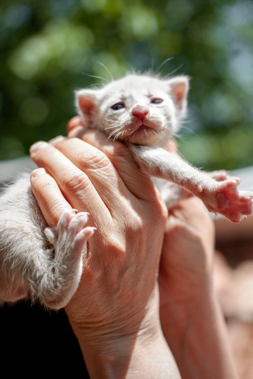 a person holding up a small white cat
