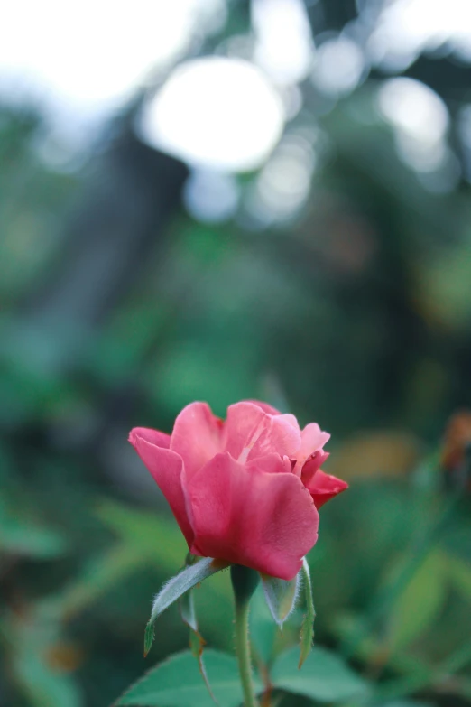 a large, pink rose bud is in the foreground