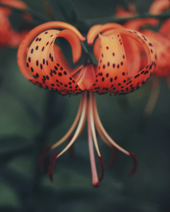 an orange flower that is in some kind of tree