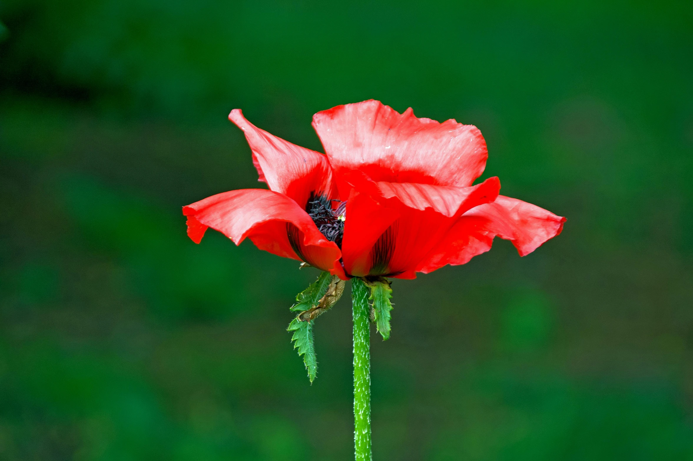 a single pink flower is blooming in a vase