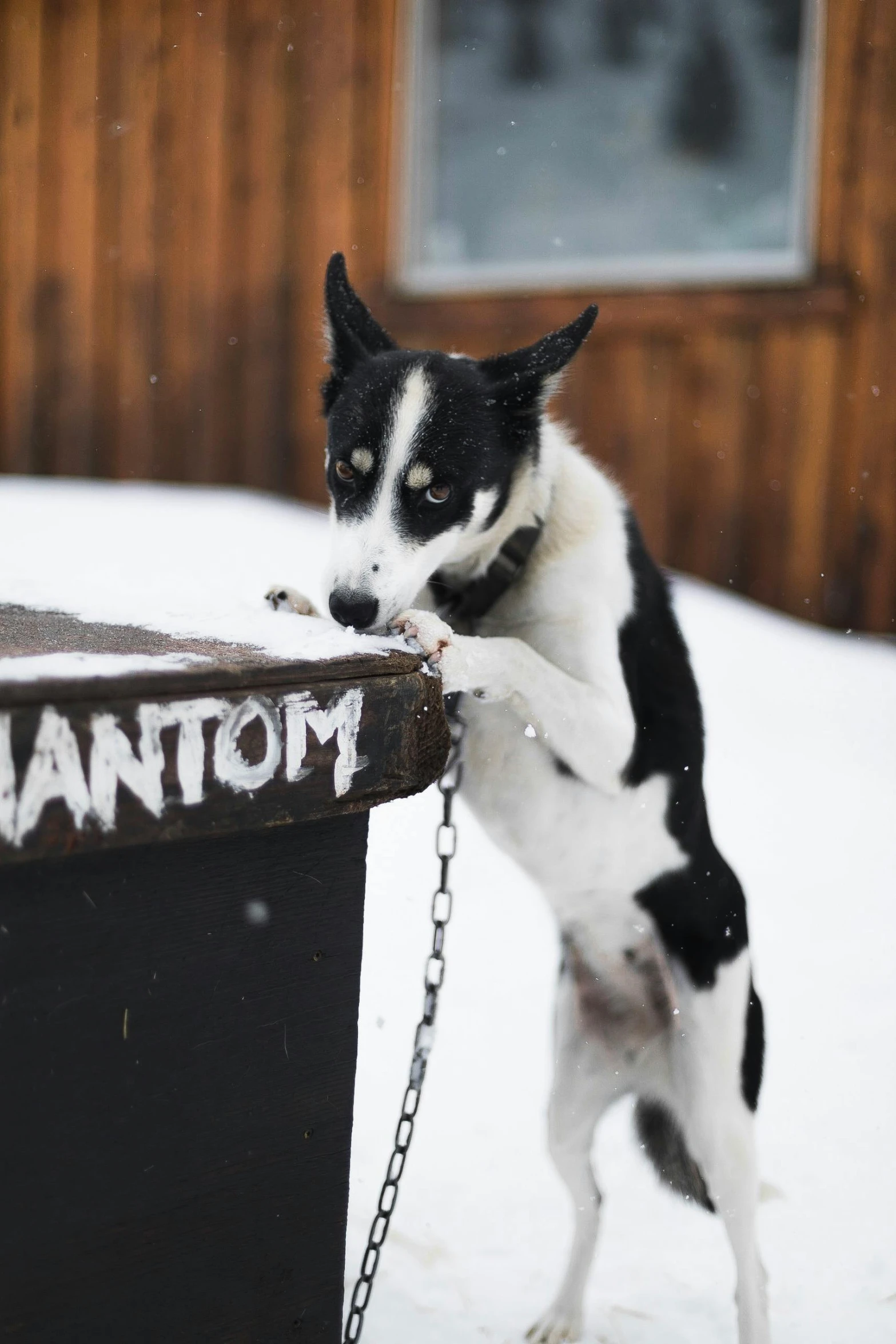 a dog with it's paw on a chain on top of a post