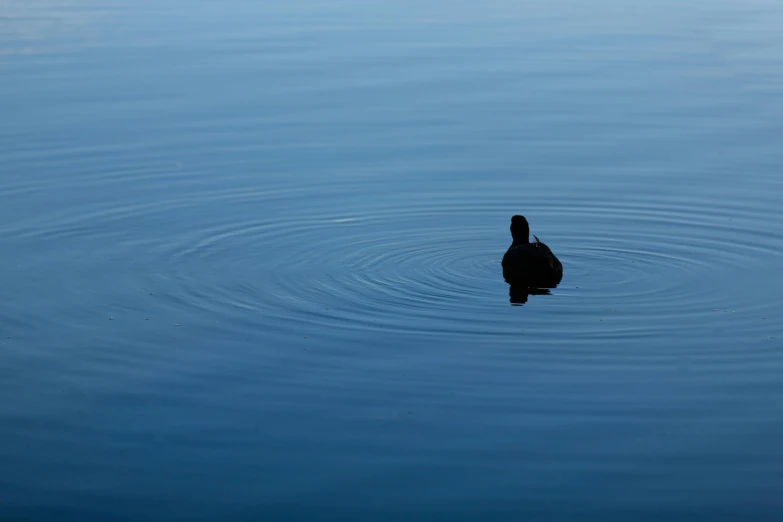 a duck floating in the blue water while looking for food